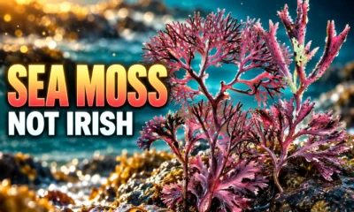 Irish sea moss Chondrus versus tropical gold gel