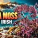 Irish sea moss Chondrus versus tropical gold gel